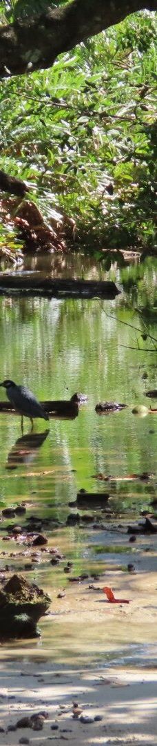 卡维塔国家公园-Talamanca