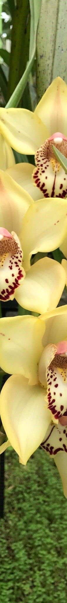 Orquidario de Morelia-莫雷利亚