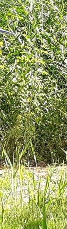 Vogelpark Niendorf-蒂门多尔费尔斯特兰德