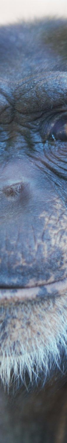 Öland Zoo and Amusement Park-默尔比隆阿