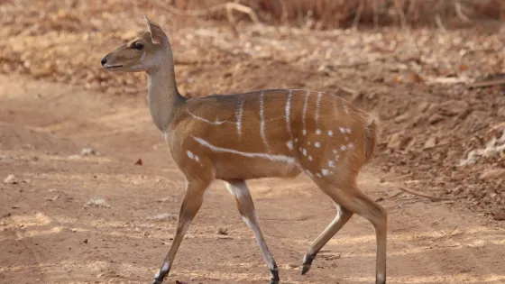 Parc National du Niokolo-Koba