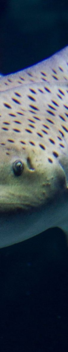 Seaquarium-勒格罗－迪鲁瓦