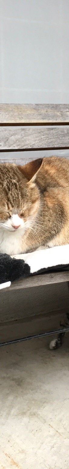 Gotanjoji Temple-越前市