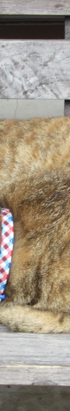 Gotanjoji Temple-越前市