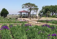 Shobujoshi Ayame Garden景点图片