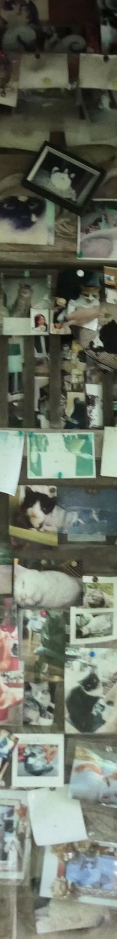 Cat's Shrine-高畠町