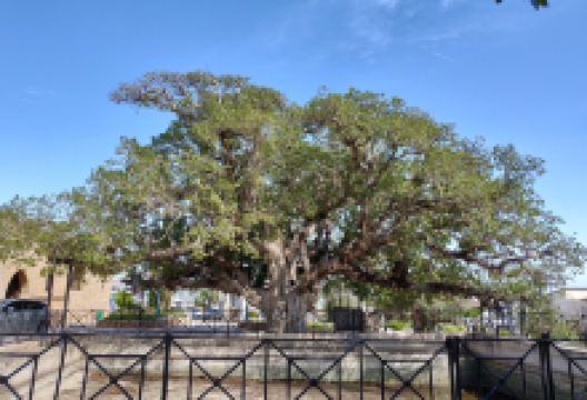 Sycamore Tree景点图片