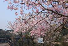 Narufuchi Dam景点图片