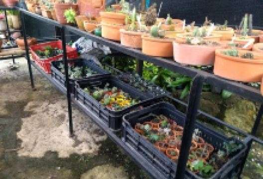 orquideasysuculentas购物图片