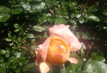 Vivero Valle Fértil购物图片