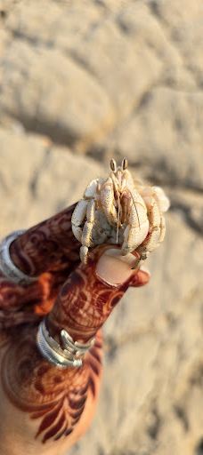 Monster roc-海塞卜