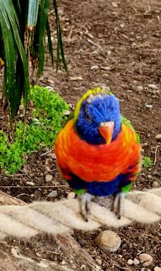 Twycross Zoo-阿瑟斯通