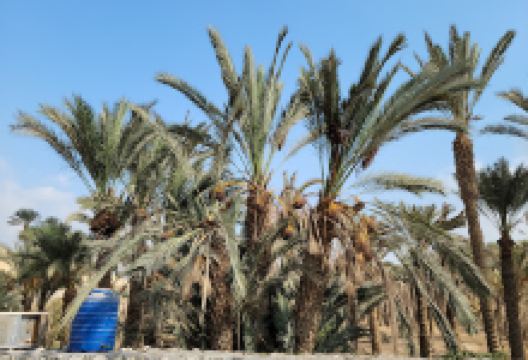 Ticket Office Saqquara景点图片