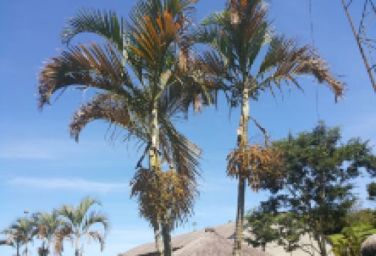 Sukyo Mahikari – Fazenda Yoko景点图片