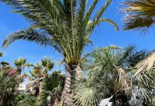 Plantes et arbres service景点图片
