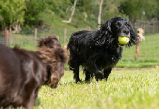 Unleashed in Uppingham景点图片
