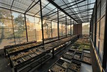 Cactus Box สวนแคคตัส กระบองเพชร ศรีมหาโพธิ ปราจีนบุรี购物图片