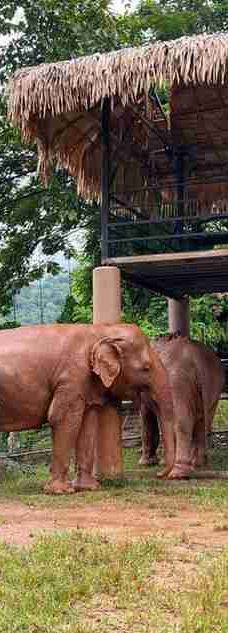 清迈大象丛林保护区-清迈
