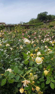 日本最大 鹿屋玫瑰园-鹿屋市