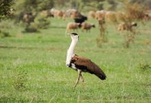 Aliyar Rojani : Desert National Park Guide , Jaisalmer, Rajasthan景点图片