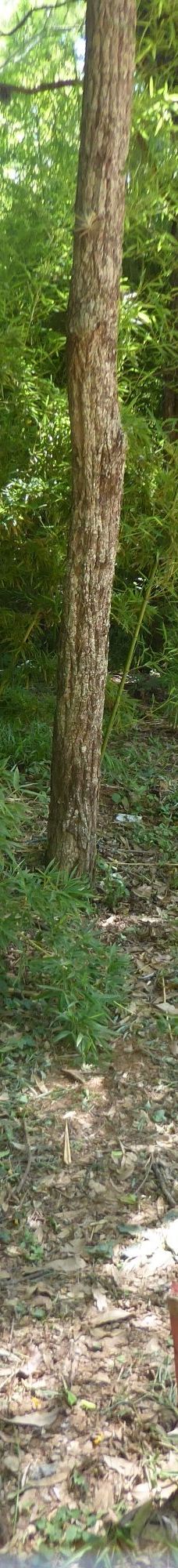 Botanical Garden of Asunción-亚松森