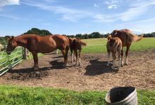 Suffolk Punch Trust景点图片