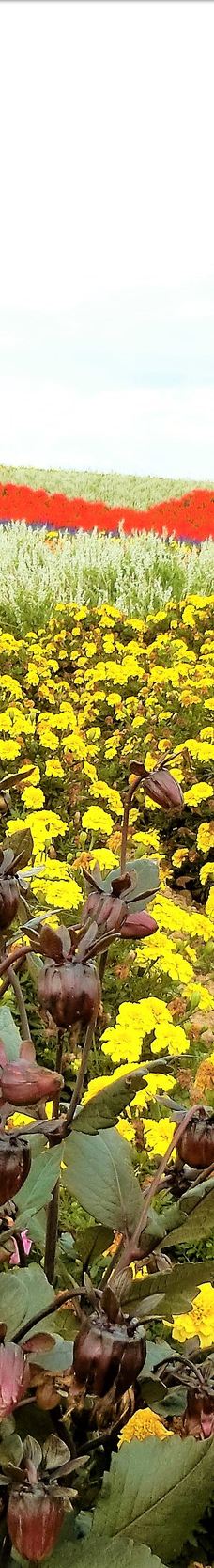 菅野农场-上富良野町