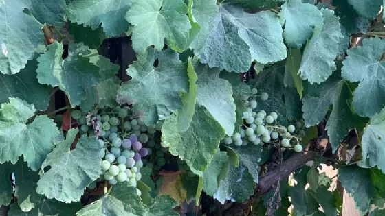 Ampelostrates Horese Vineyard