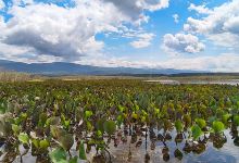 Pantanal de Marimbus景点图片