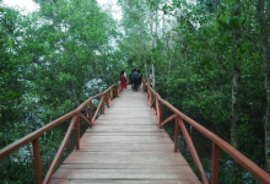 Mangrove Forest Batukaras景点图片