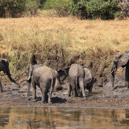 坦桑尼亚塞伦盖蒂国家公园+恩戈罗恩戈罗火山口5日4晚自由行