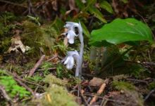 Fairholme Campground Loop景点图片