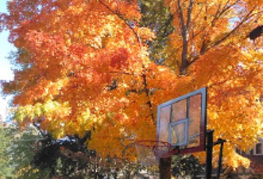 Frank Fullerton Memorial Park景点图片