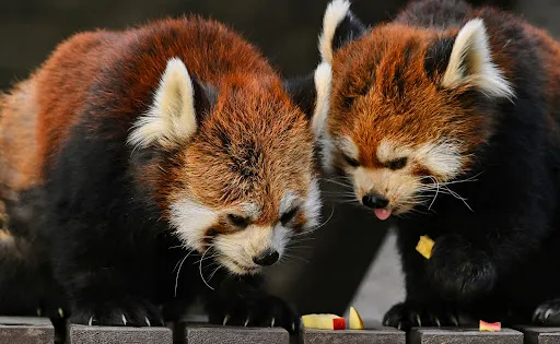 濱松市動物園