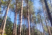 Joyden's Wood景点图片