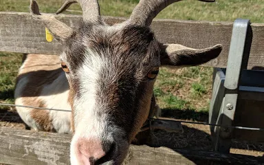Langleybury Children’s Farm