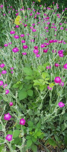 Ruth Rowell Modie Wildlife Park-刘易斯顿