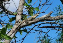 Forestal Kenedy Garden景点图片