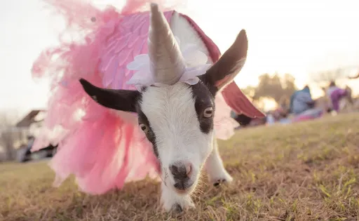 AZ Goat Yoga