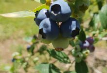 Jamieson Berries景点图片