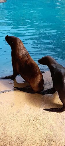 海德堡动物园-海德堡