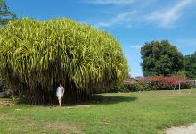 Glenda's Paradise景点图片