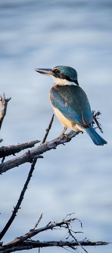 Country Style Caravan Park-斯坦索普