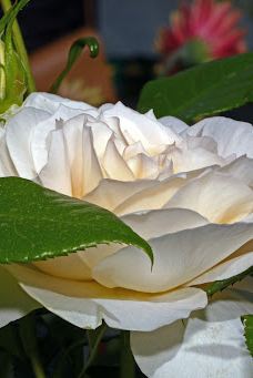 Geografisk Have-科灵