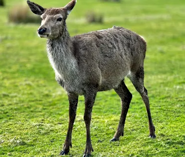 Deer Museum