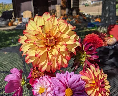 SLO Creek Farms