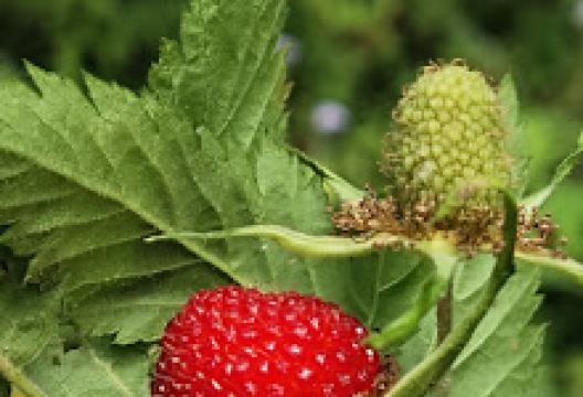 Pendakian bukit manyutan via pupus景点图片