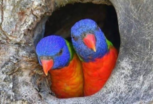 திலக் ஷன் Aquarium and pets shop wholesale and retail购物图片