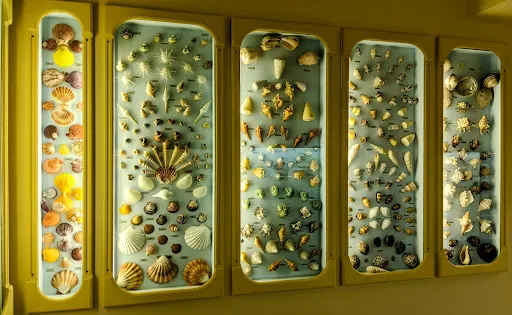 Kotsiomitis Natural History Museum