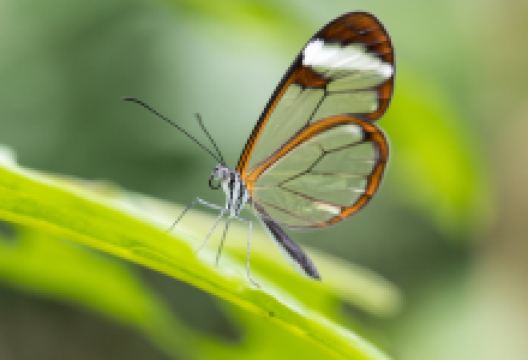 Papiliorama景点图片